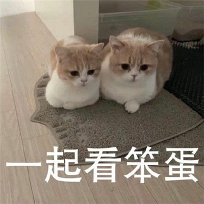 猫咪看笨蛋表情包合集