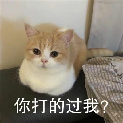 猫咪看笨蛋表情包合集