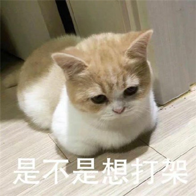 猫咪看笨蛋表情包合集