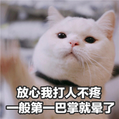 一组可爱猫咪的暴走表情包