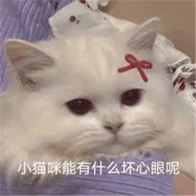 小猫咪能有什么坏心眼表情包