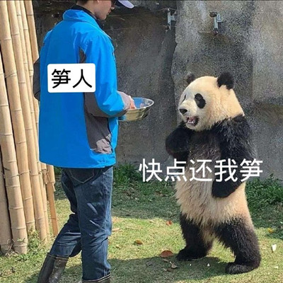 一组大熊猫夺笋沙雕表情包