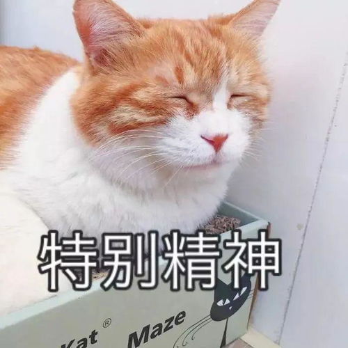 呆萌猫星人搞笑怼人表情包_呆萌猫星人搞笑斗图qq表情_72qq网