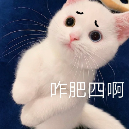 可爱猫咪撒娇卖萌表情包