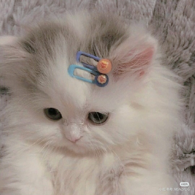 2021夏季精选专用的小猫咪可爱头像