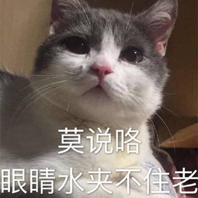 热门可爱猫咪哭泣表情包