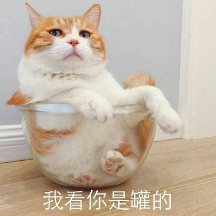 超可爱橘猫可爱卖萌表情包