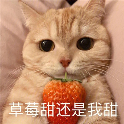 超萌炒鸡甜的猫咪撒娇表情包