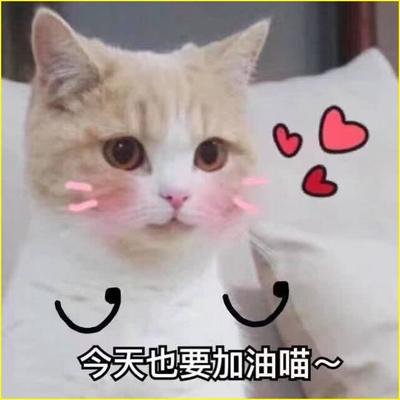 可爱卖萌专用的可爱猫咪表情包