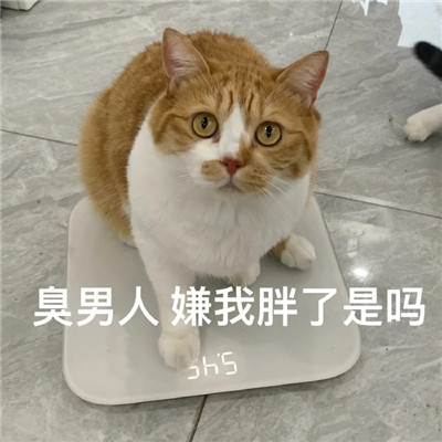 抖音上很热门的搞笑带字猫咪表情包