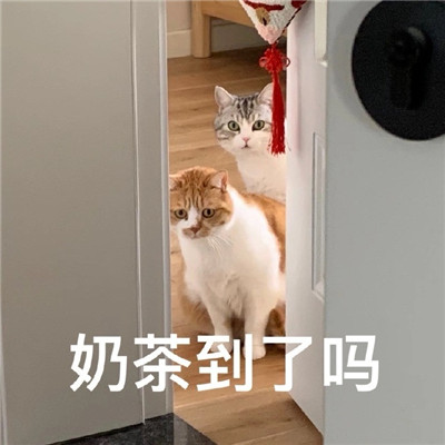 抖音上很热门的搞笑带字猫咪表情包