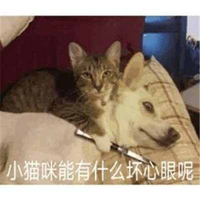 小猫咪能有什么坏心眼表情包