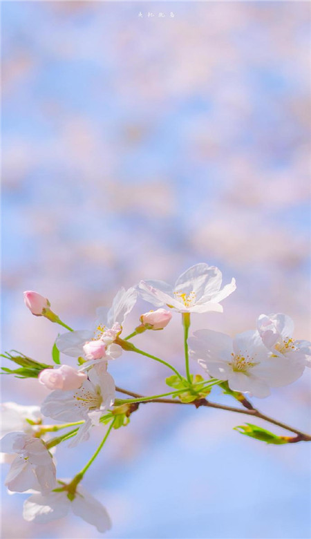 春天唯美有活力的桃花系列皮肤