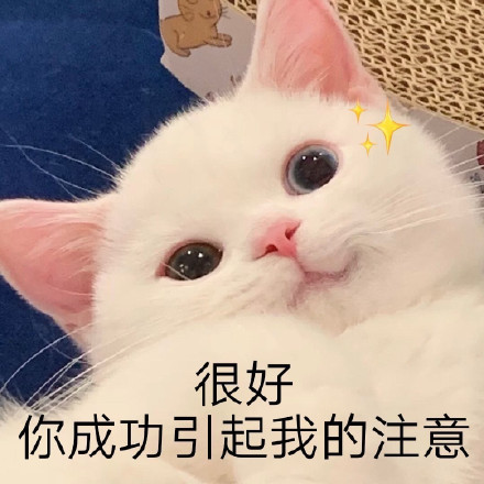 可爱猫咪撒娇卖萌表情包