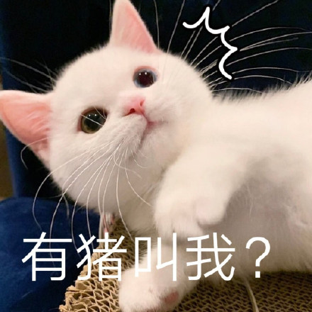 可爱猫咪撒娇卖萌表情包